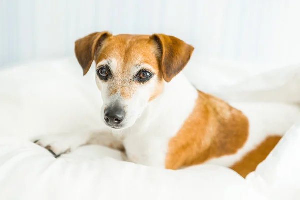 Cão adorável Jack Russell terrier olhando atento , — Fotografia de Stock