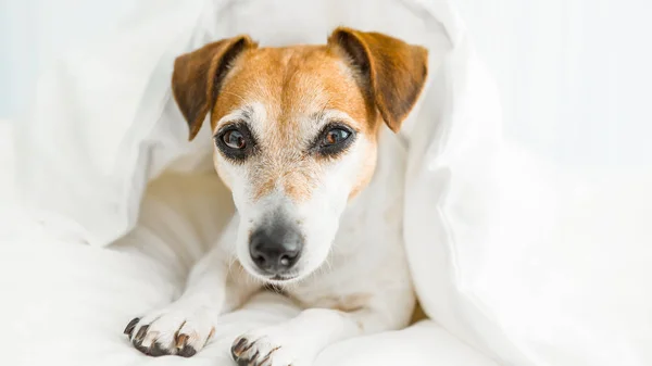 Doce sonho cão Deseja-lhe sob branco Roupa de cama confortável . — Fotografia de Stock