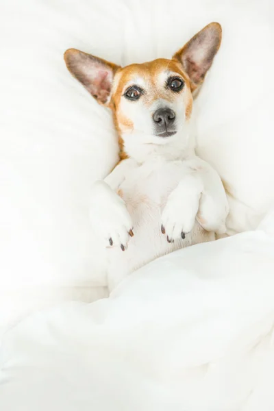 Verwirrter schläfriger liebenswerter Hund liegt auf dem Rücken auf weißem Bettzeug — Stockfoto