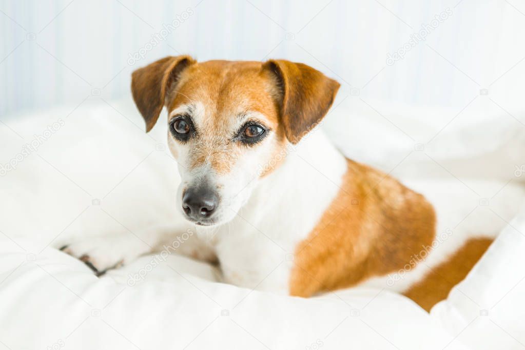 Dog adorable Jack Russell terrier looking Attentive,