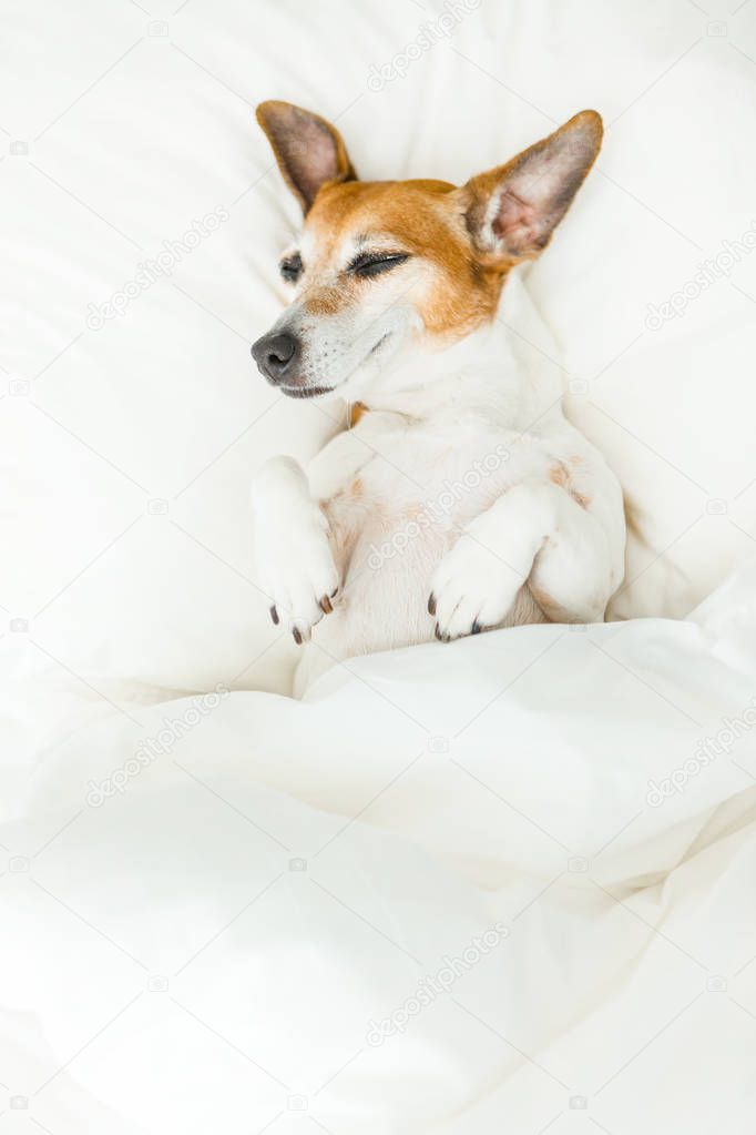 Funny sleeping Jack Russell terrier pup lying under white blanket. 