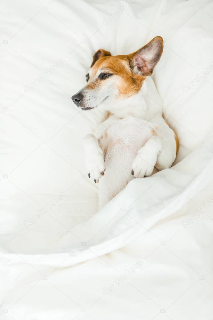 Sweet dreams adorable dog lying on white bed sheets.