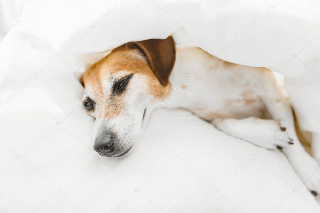Adorable pup resting on the bed under white blanket. 