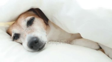 Beyaz yatakta uyuyan güzel komik köpek. 