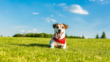 Oynak pet Jack russel terrier yeşil çim üzerinde yalan. 