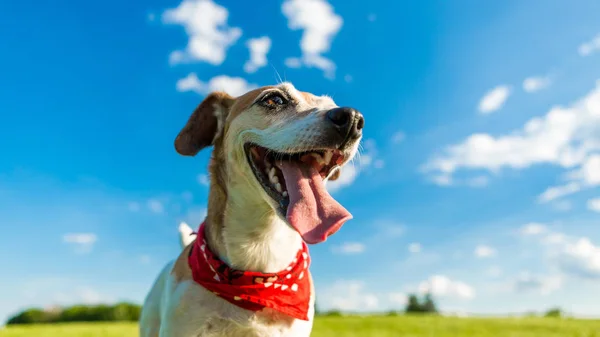 Senyum gembira wajah anjing . — Stok Foto