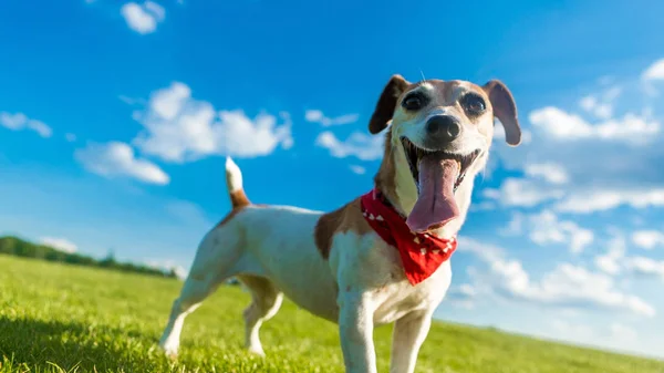 Glad hund smilende naturlig baggrund . - Stock-foto