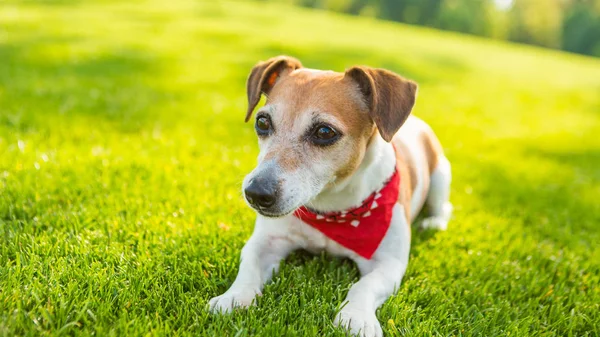 緑の新鮮な草の上に横たわるかわいい素敵な犬. — ストック写真