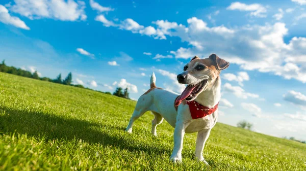 外を歩いて幸せな犬. — ストック写真