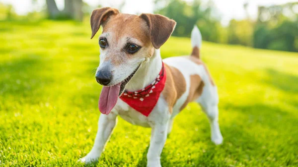 Glad legesyg sød hund leder . - Stock-foto