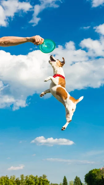 Springendes fliegendes Haustier spielt mit Spielzeug. — Stockfoto