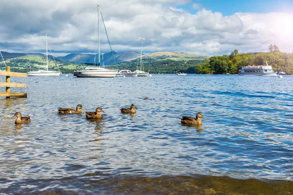 Göldeki ördekler. İngiliz Lake Windermere Cumbria,