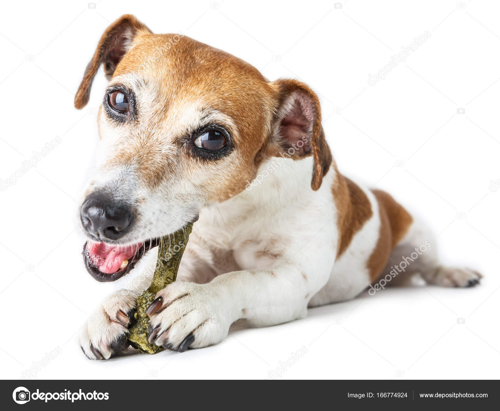 Hund genießt Knochenvergnügen — Stockfoto © Flydragonfly 166774924