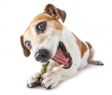 Köpeğin incelik.    