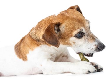 Sevimli köpek yemek