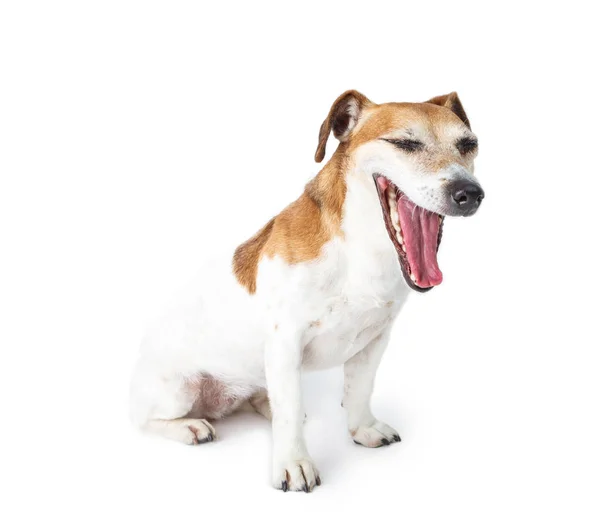 Dog sitting with open mouth. — Stock Photo, Image