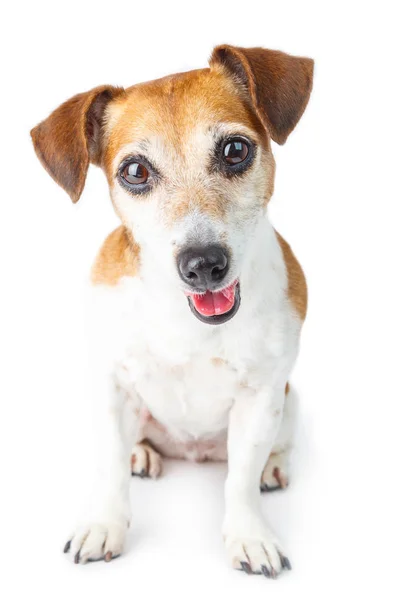 Sevimli köpek portre — Stok fotoğraf