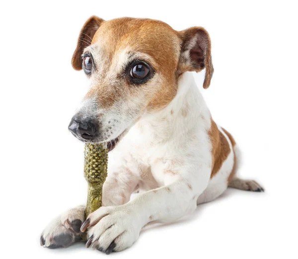  Evde beslenen hayvan sevgi dolu davranır