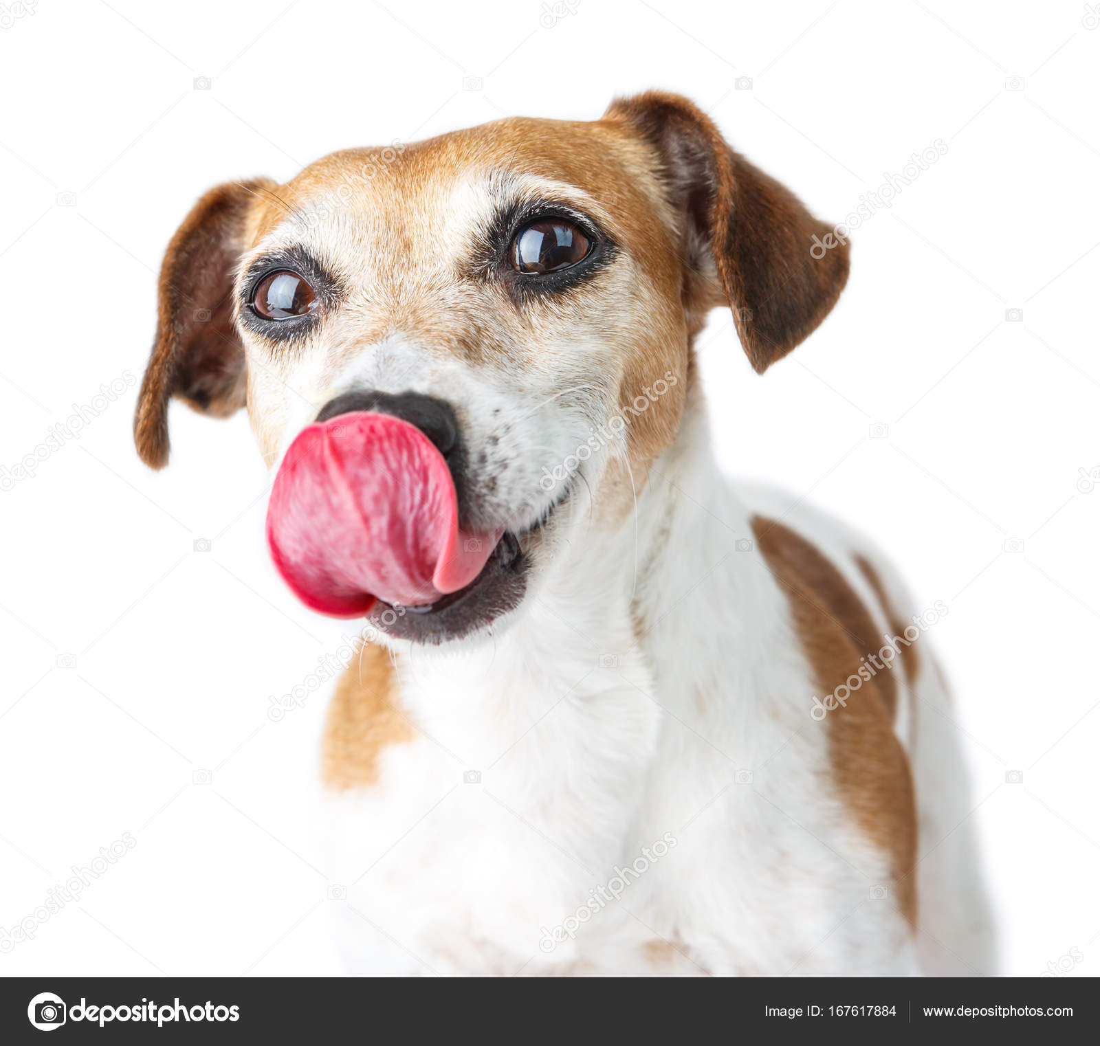 hund leckt sich