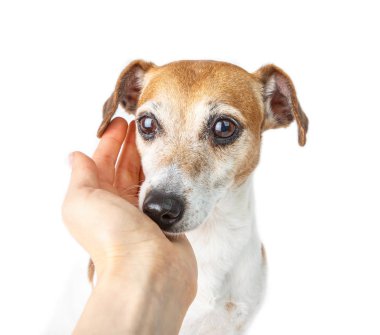 Köpek güven. Sahibi bakım ve yardım.