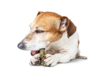 zevk yeme. Bir köpeğin tezahürat.