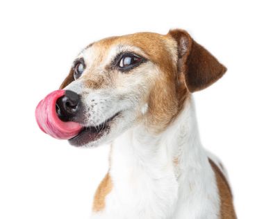 Mutlu sevinç köpek burun diliyle yalıyor.