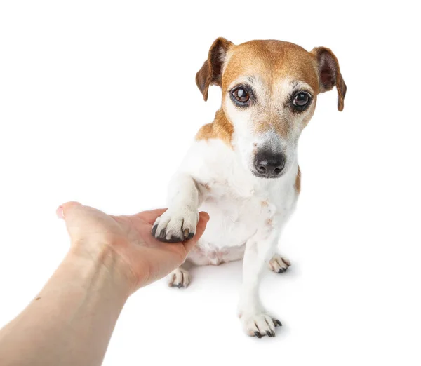 Modest insecure cute small dog giving five! — Stock Photo, Image