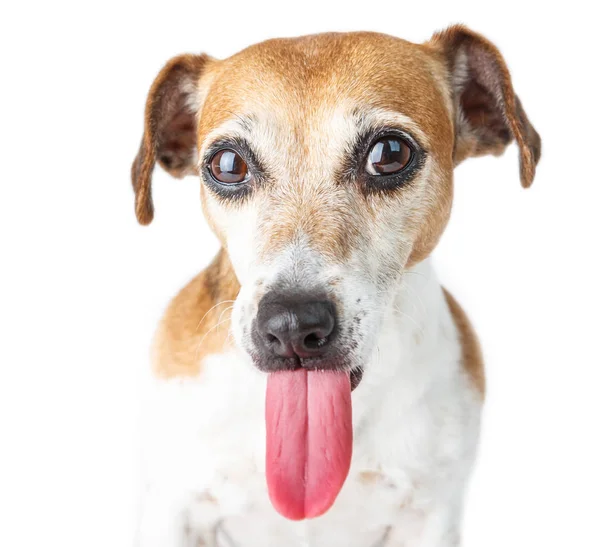 Забавная собака с длинным языком смотрит в камеру . — стоковое фото