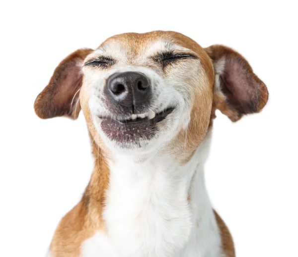 . No me gusta eso. sonríe dientes mascota — Foto de Stock