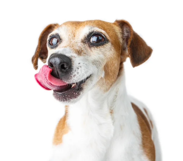 Hund mit schlauer Schnauze geleckt. — Stockfoto