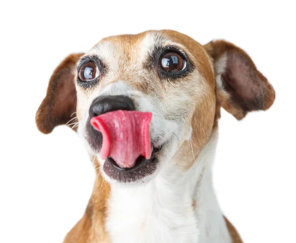 Pet diet. delicious food dreaming. — Stock Photo, Image