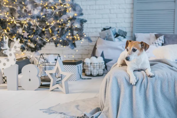Σκυλί στην κρεβατοκάμαρα Χριστούγεννα — Φωτογραφία Αρχείου