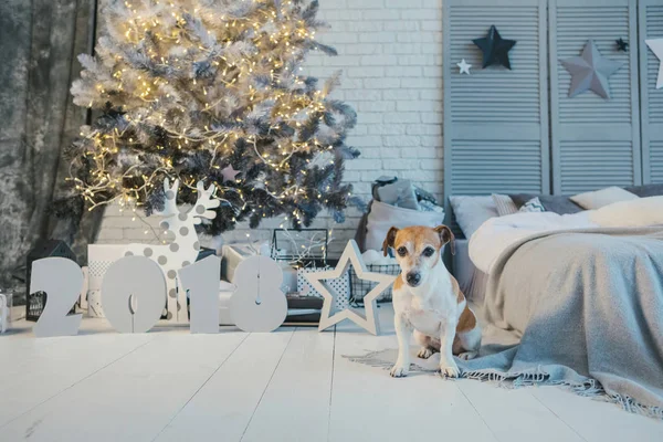 Σκύλος στο δωμάτιο Χριστούγεννα — Φωτογραφία Αρχείου