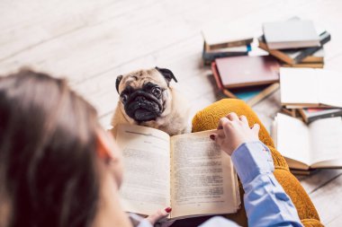 Üzgün pug namlu gözleri beklenti ile seyir. 