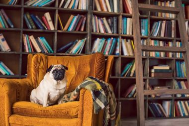 Akıllı köpek pug