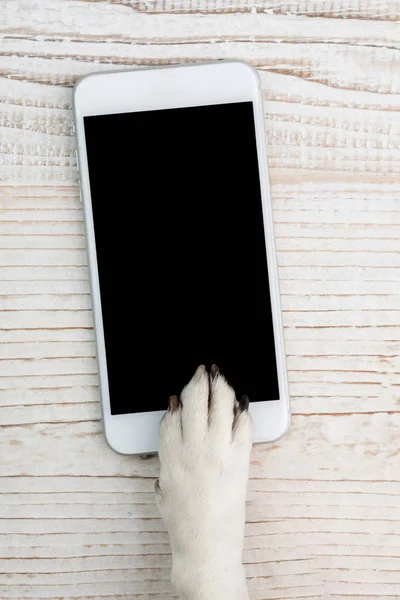 Perro Usando Teléfono Pantalla Vacía Negro Para Información Anuncio Texto —  Fotos de Stock