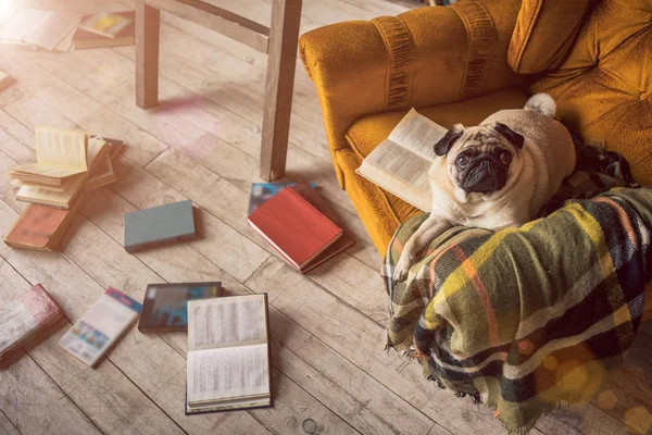 Slimme hond in bibliotheek — Stockfoto