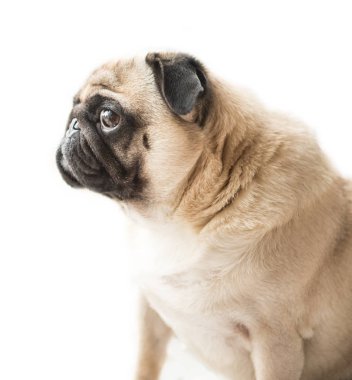 Pug köpek yüz profili