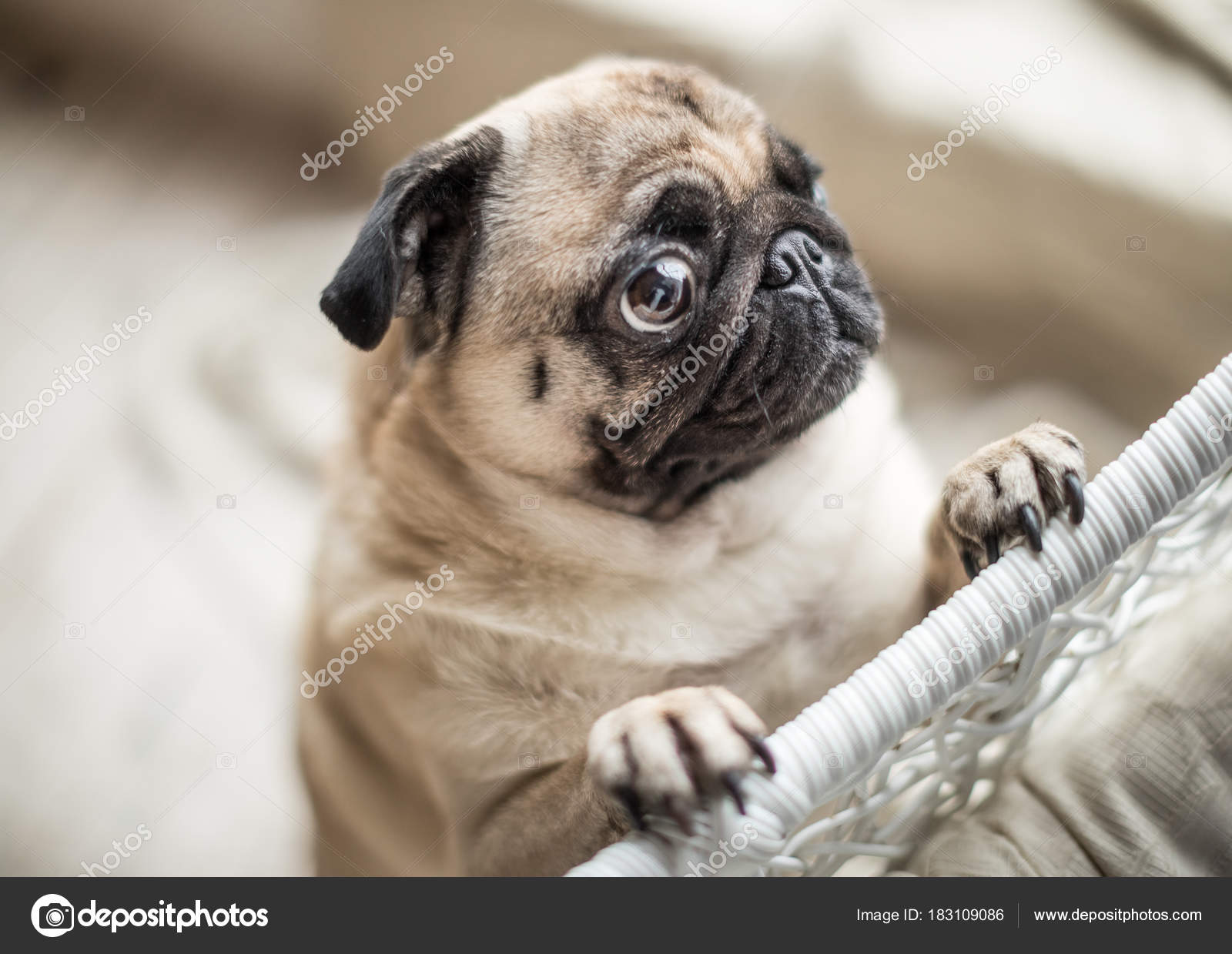 Sad pug with crying begging eyes. Lovely pet dog emotions — Stock Photo ©  Flydragonfly #183109086, image size:1600x1239