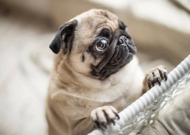 Ağlayarak yalvarıyor gözleri ile üzgün pug. Sevimli evcil köpek duygular