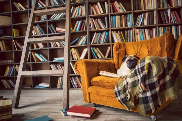 Smart dog in library chair. — Stock Photo, Image