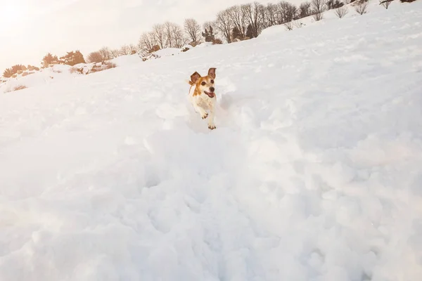 Correr perro pequeño divertido Jack Russell terrier. corriendo por la nieve — Foto de Stock