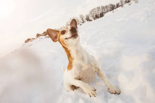 Activo jugando saltando bailando pequeño perro cachorro divertido. Juegos nevados de invierno mágico — Foto de Stock