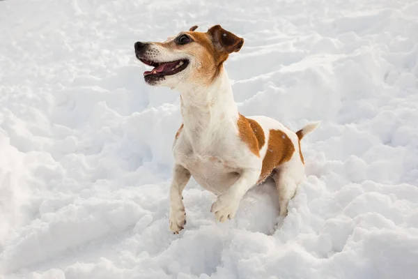 Sonriendo jugando al perro en la nieve — Foto de Stock