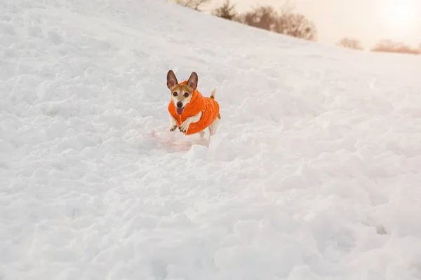 Saltando animal de estimação engraçado correndo na neve em casaco laranja — Fotografia de Stock