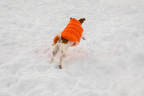 Jumping dog in snow. Fashinable orange coat for pet. Back view.