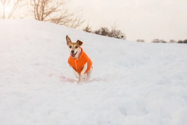 Crazy active winter running dog