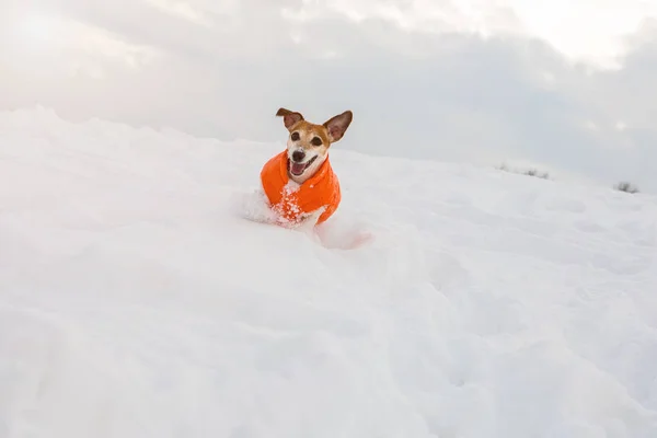 Happy active pup rinning w śniegu — Zdjęcie stockowe