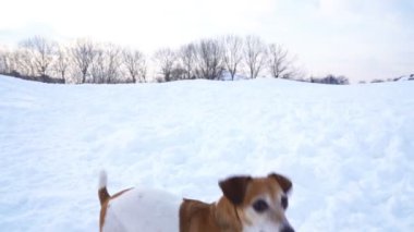 Çok güzel komik karda çalışan Jack Russell terrier kuçu kuçu? Video görüntüleri ağır çekim