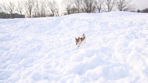 Pequeño perro divertido jugando en la nieve — Vídeos de Stock